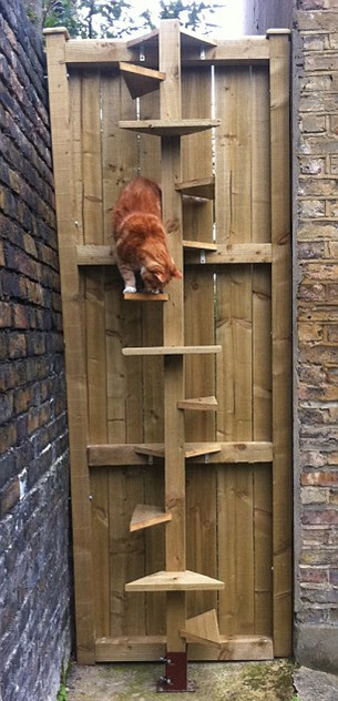 爱猫罹患关节炎 英国猫主打造特制楼梯便利出行