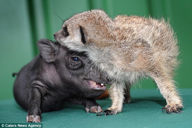 猫鼬和非洲疣猪很投缘 演绎现实版《狮子王》友情