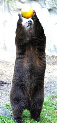 投篮、砸烂、发呆 万圣节南瓜难倒德国棕熊（组图）