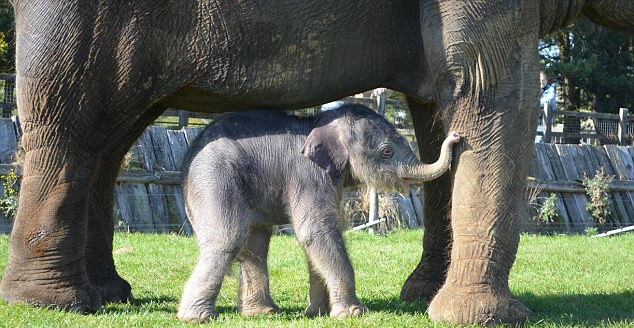 英国大象怀孕2年平安分娩 幼崽太矮踮脚尖喝母奶