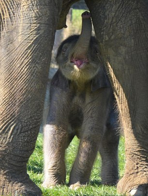 英国大象怀孕2年平安分娩 幼崽太矮踮脚尖喝母奶