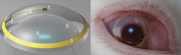 新式隐形眼镜在兔眼上实验成功 配有显示器功能强大