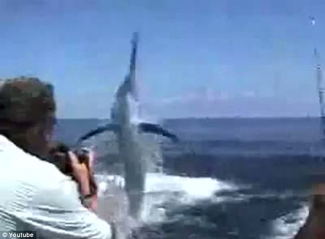美国小伙钓鱼遇险：200多公斤黑枪鱼跃出海面刺穿其口腔