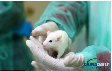 日本科学家用一滴血克隆出雌老鼠