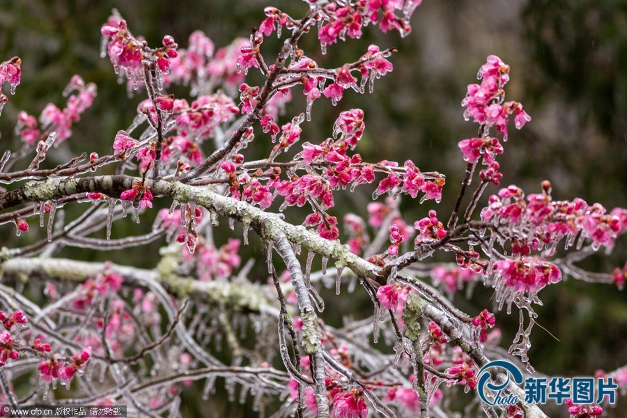 美国南部遭遇灾难性暴风雪：大雪厚冰前所未有