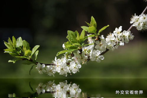 盛开的梨花