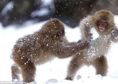 组图：日本猕猴打雪仗 表情逗乐似小孩儿