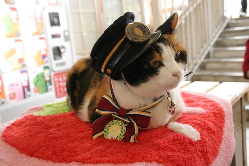 日本花猫站长“阿玉”就任6周年升迁“代理社长”