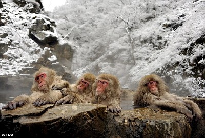 组图：日本猕猴打雪仗 表情逗乐似小孩儿