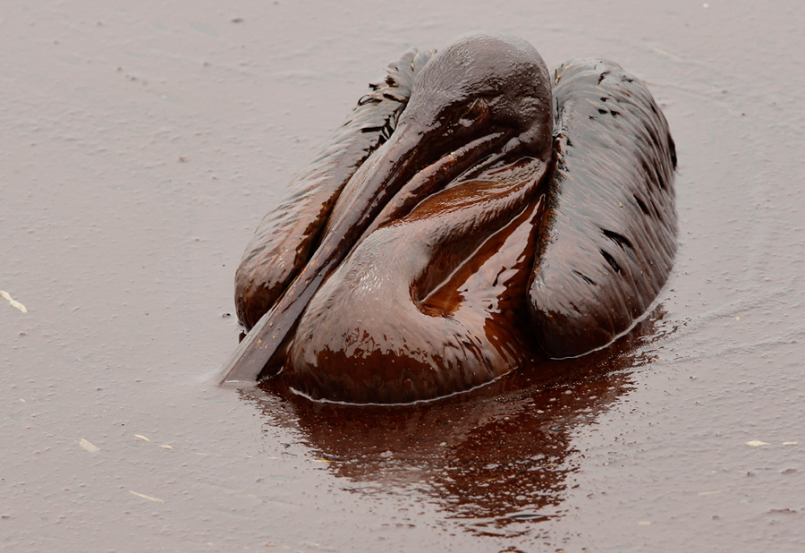 墨西哥湾生态悲剧 鸟类在油污中痛苦挣扎(高清组图)