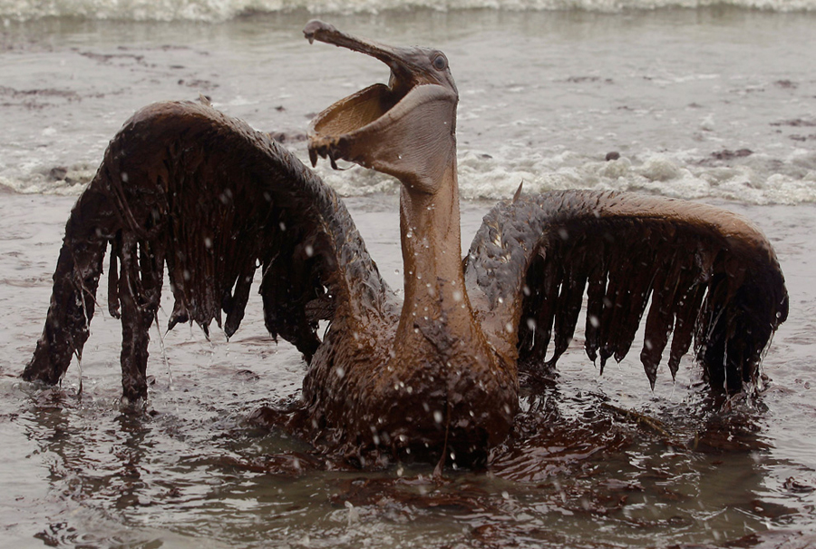墨西哥湾生态悲剧 鸟类在油污中痛苦挣扎(高清组图)