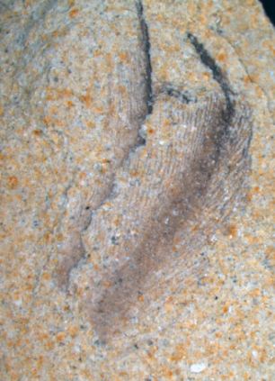 秘鲁发现巨型企鹅化石 高1.5米号称“水中之王”