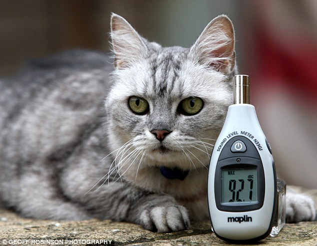 英国猫叫声堪比波音737噪音 已申请吉尼斯世界纪录