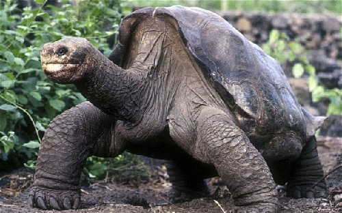世上最后一只加拉帕戈斯象龟在厄瓜多尔离世