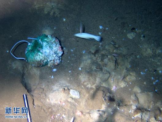 “蛟龙”号在7062米海底发现多种生物