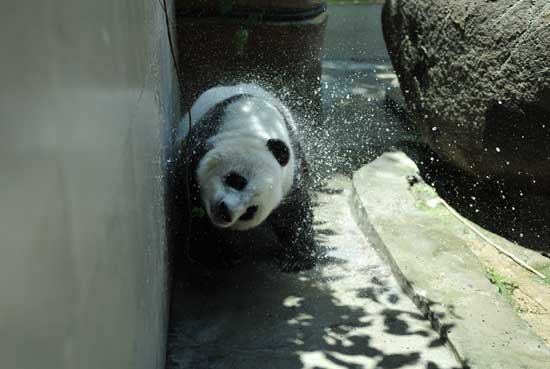 福州高温 熊猫消暑不忘卖萌