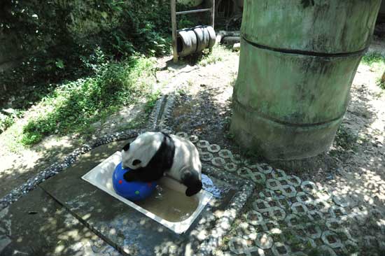 福州高温 熊猫消暑不忘卖萌