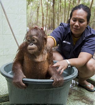 印尼小猩猩耍赖不愿洗澡 紧抓澡盆龇牙瞪腿很委屈