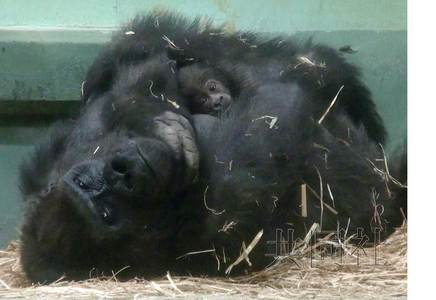 日本40岁母猩猩产崽创最高龄分娩纪录