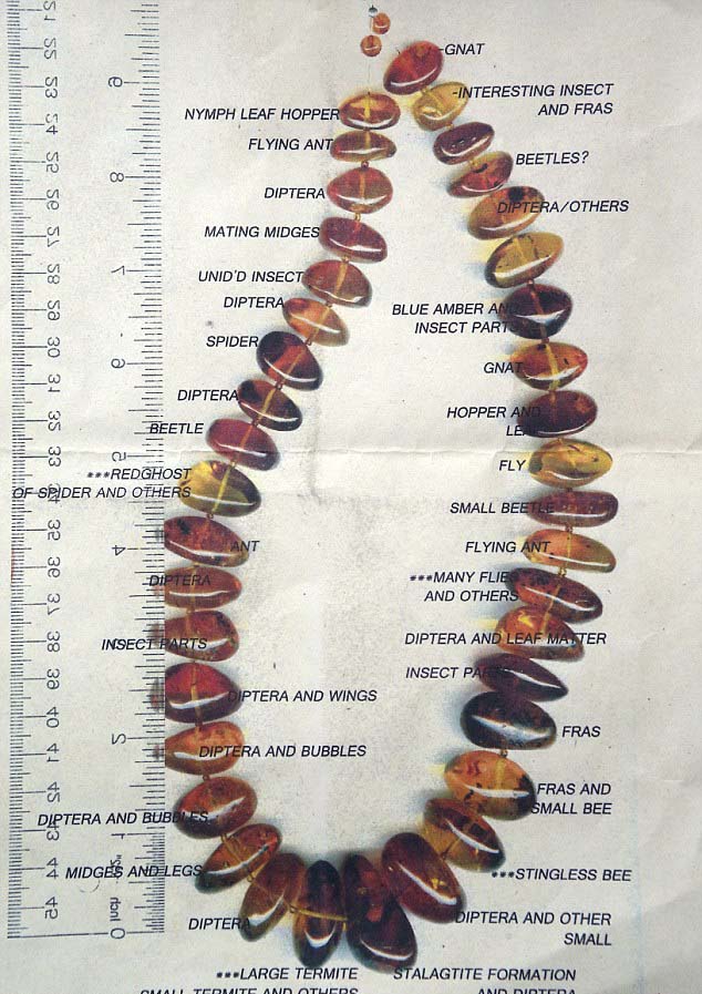 4000万年前琥珀所串项链将拍卖 估价1万英镑