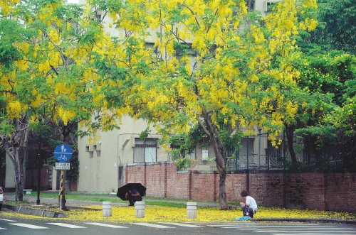 台南拟扩大举办阿勃勒花季 黄金雨盛况顺延到6月