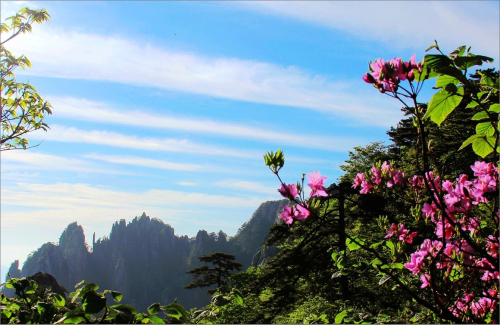 黄山杜鹃：群峰万仞一点红