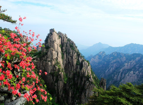 黄山杜鹃：群峰万仞一点红