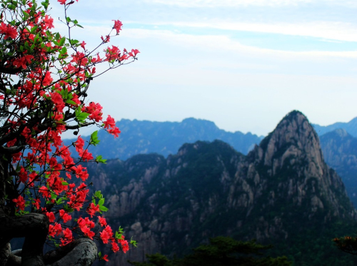 黄山杜鹃：群峰万仞一点红