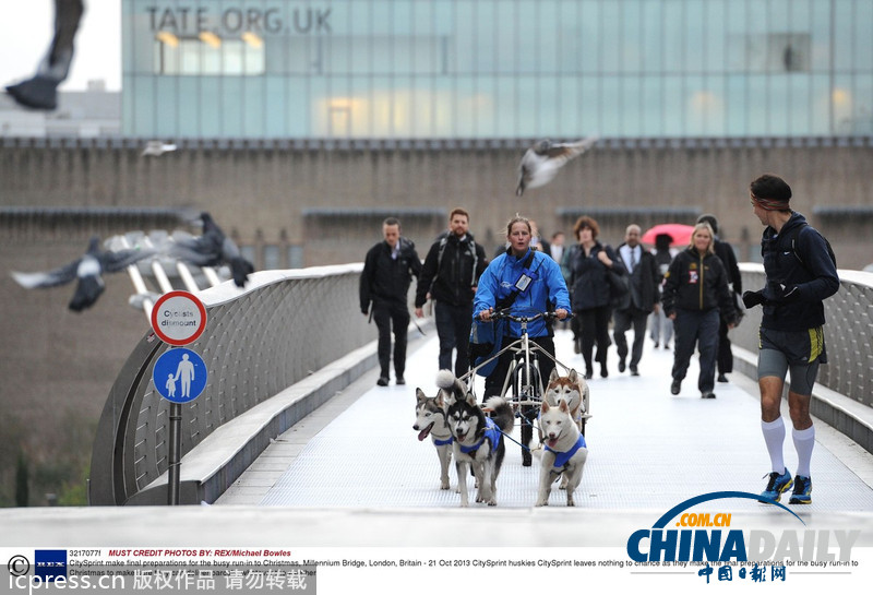 备战圣诞季 英国快递公司演练狗拉雪橇送包裹（高清组图）