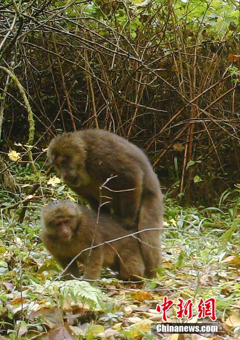 四川一保护区拍到野生大熊猫