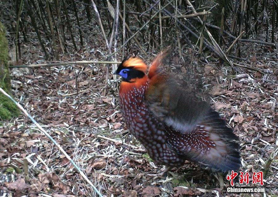 四川一保护区拍到野生大熊猫