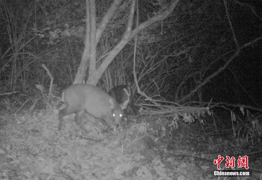 四川一保护区拍到野生大熊猫