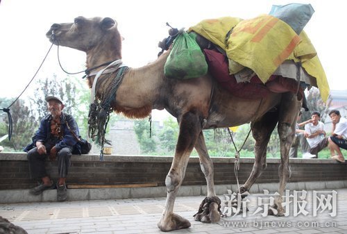 85-yr-old man begs in Beijing with his camel