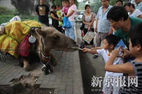 85-yr-old man begs in Beijing with his camel