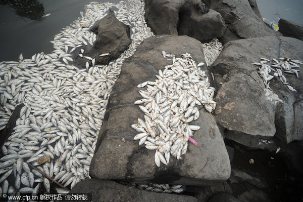 Mass of dead fish found in N China city