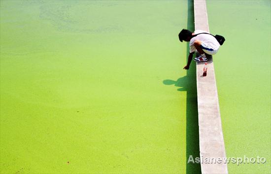 Massive duckweeds on Wuhan’s East Lake