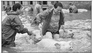 Animals run for freedom during flood