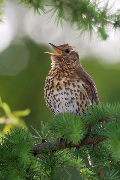 Birds sing after a storm