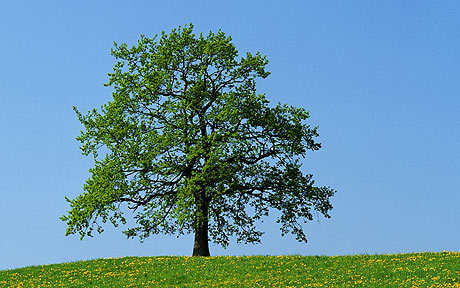 Trees are Earth's endless effort to speak to the listening heaven.