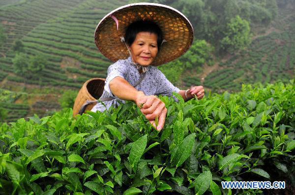 Farmers busy picking summer tea