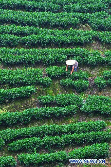 Farmers busy picking summer tea