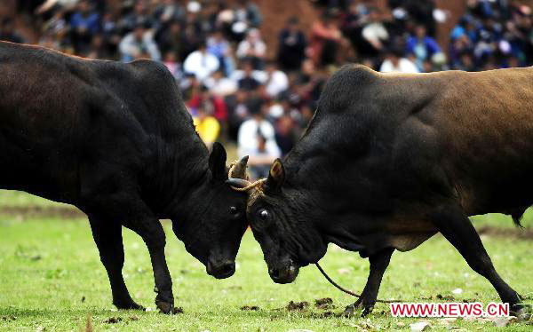 China's Yi ethnic group celebrates Torch Festival