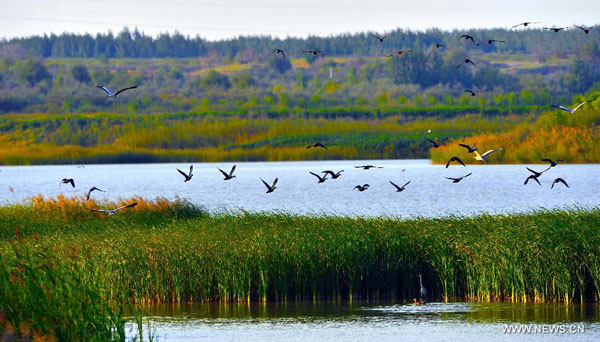 Birds' paradise: wetland of Tengger Desert in NW China