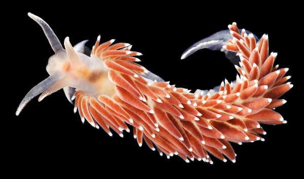 Alien-like marine life in Arctic Ocean