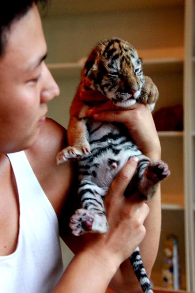 Three Siberian tiger cubs born in Huangshang city