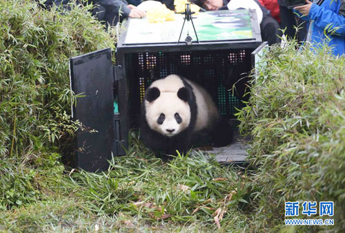 Xuexue the panda sent into the wild