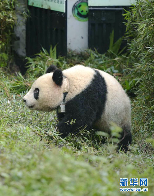 Xuexue the panda sent into the wild
