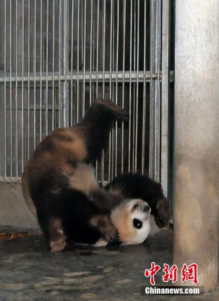Cute pandas rolling over in new home