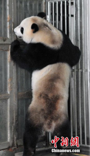 Cute pandas rolling over in new home