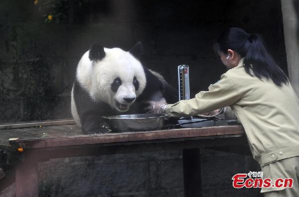 Oldest panda in China to celebrate 35th birthday